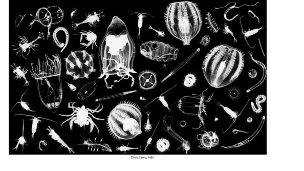 Zooplankton Montage